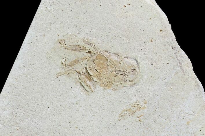 Fossil Pea Crab (Pinnixa) From California - Miocene #74471